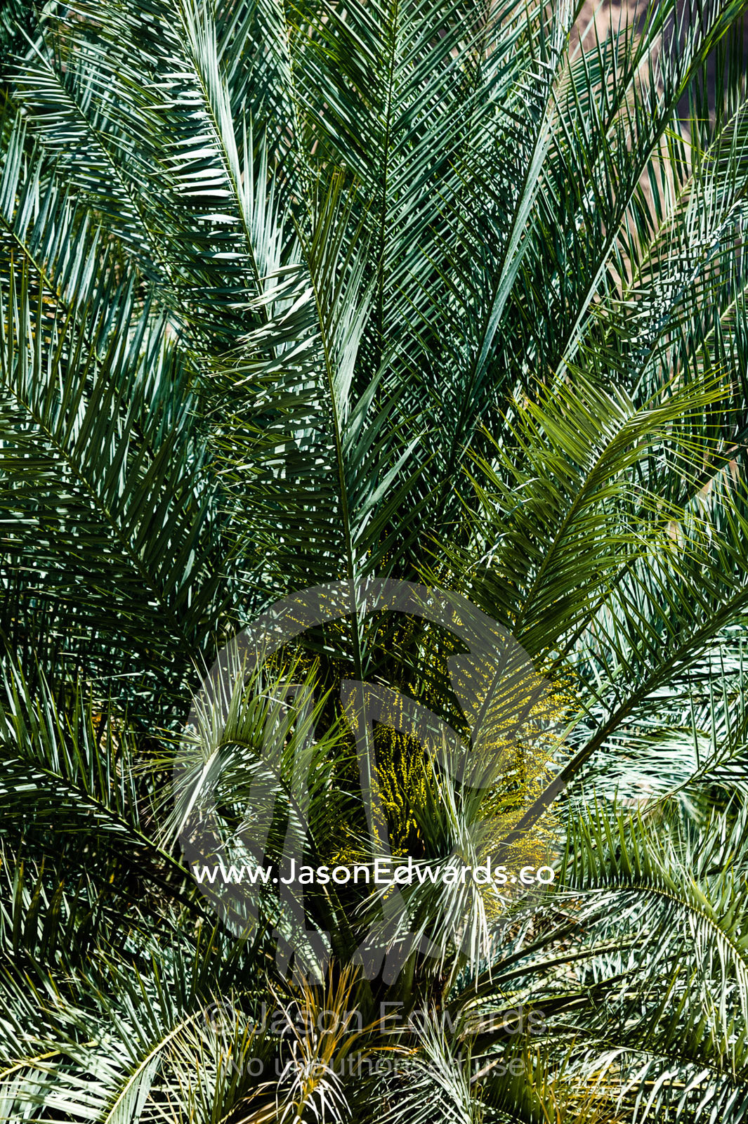 The spikey fronds of a date palm in a desert village plantation. Mibam, Wadi Tiwi, Sur Al Sharqiyah South Governorate, Sultanate of Oman.