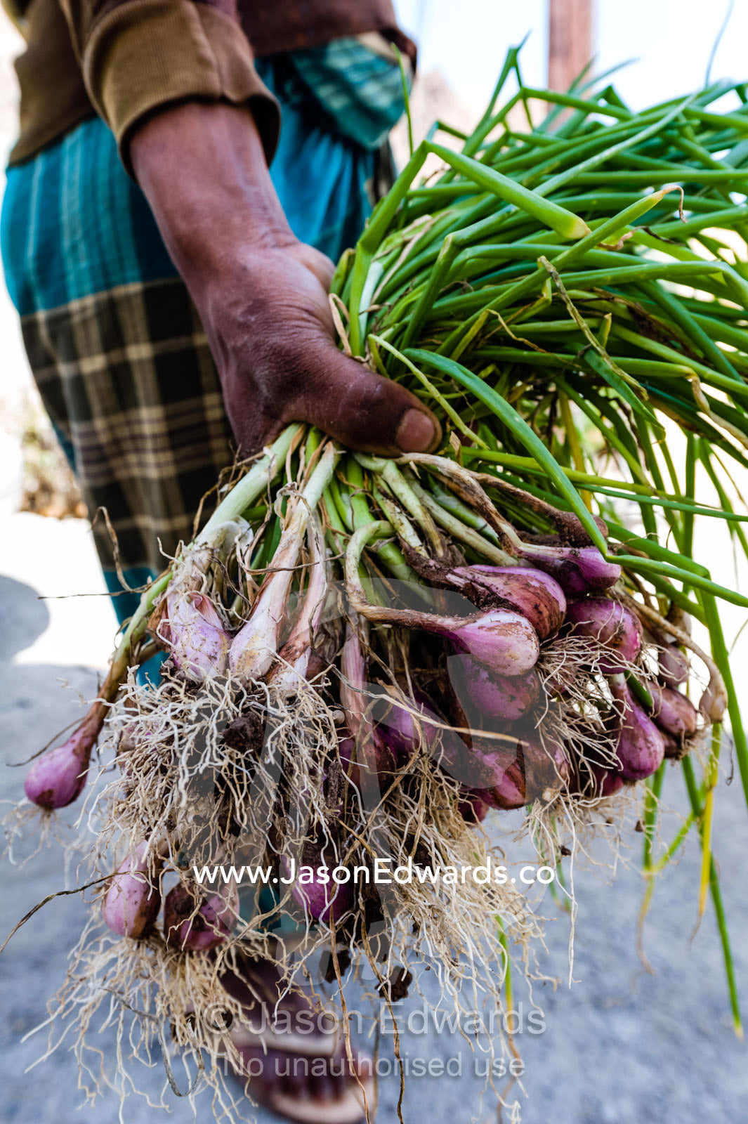 A man clasps a bunch of purple onions he has just harvested from the earth. Mibam, Wadi Tiwi, Sur Al Sharqiyah South Governorate, Sultanate of Oman.