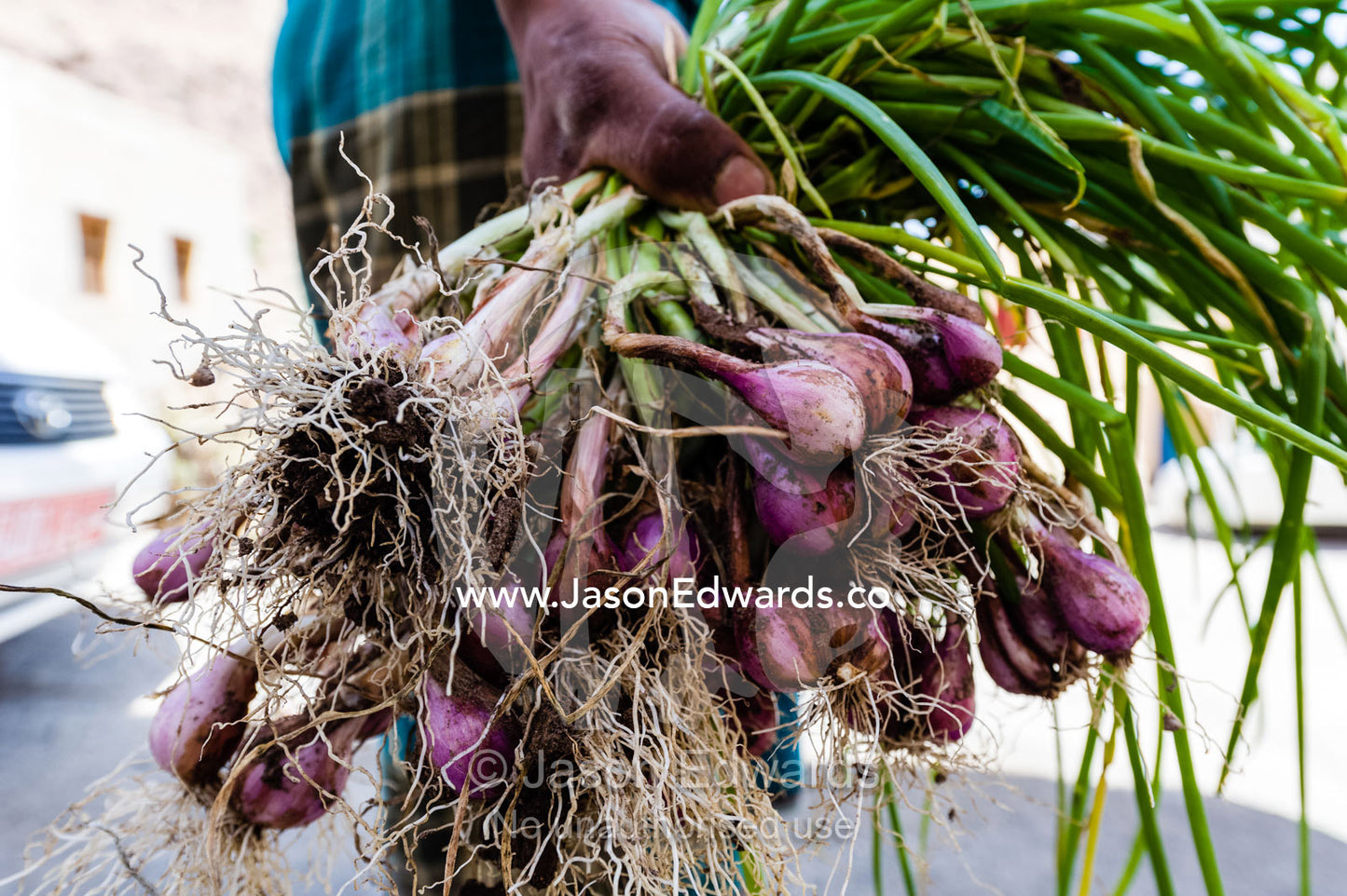 A man clasps a bunch of purple onions he has just harvested from the earth. Mibam, Wadi Tiwi, Sur Al Sharqiyah South Governorate, Sultanate of Oman.