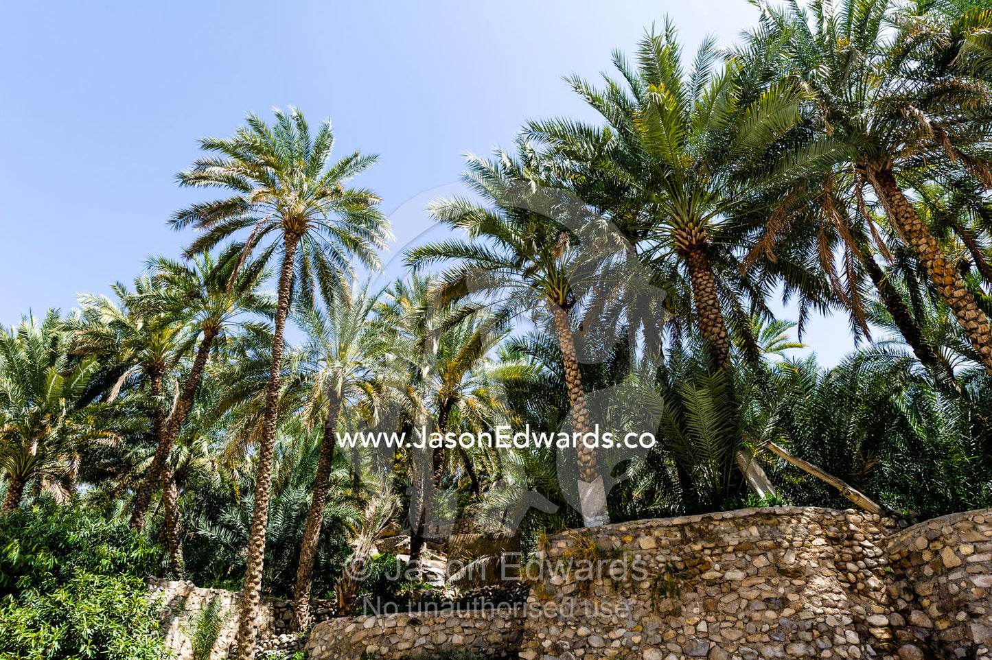 Palm trees sprout from wlled terrace gardens near the shores of a wadi. Wadi Bani Khalid, Sharqiyah Region, Sultanate of Oman.