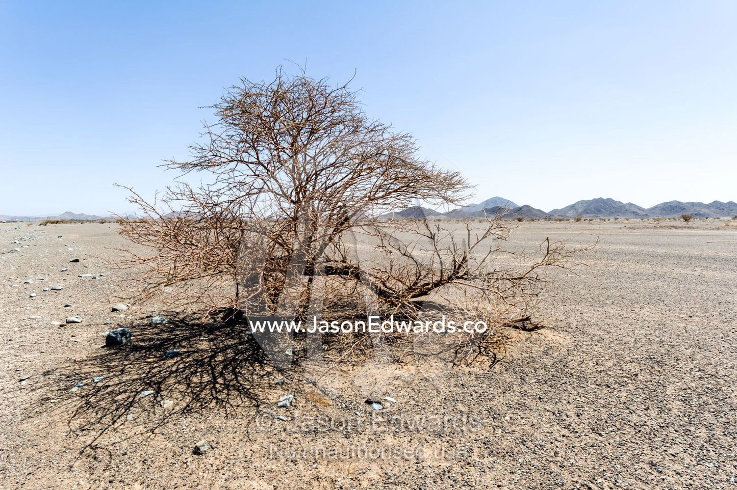 A solitary desert shrub dormant grows from a gravel plain on a flat and barren desert. Nizwa, Sultanate of Oman.