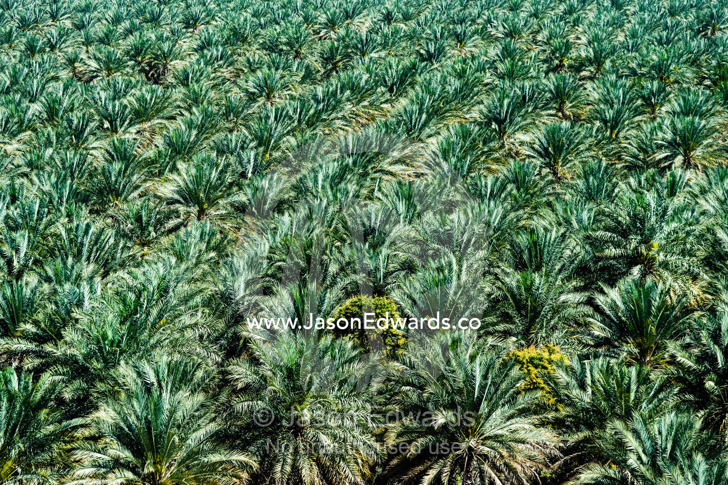 The canopy of an irrigated plantation of date palms in a desert valley. Barkat Al Mouz, Sultanate of Oman.