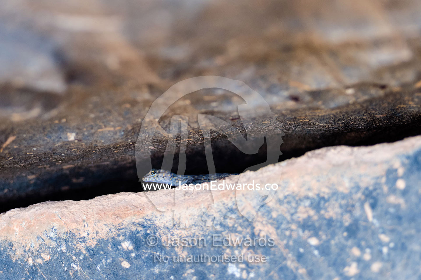 An ornate rock gecko peaks through a crevice between foundations in an ancient desert village. Wadi Nakhar, Al Hamra, Ad Dakhiliyah Region, Sultanate of Oman.