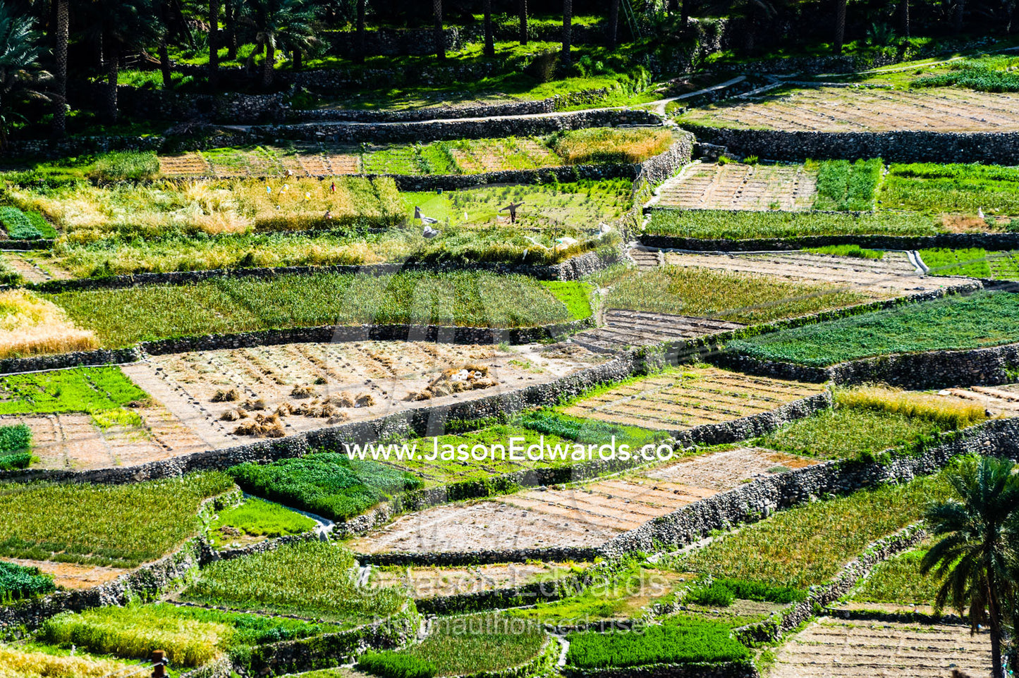Irrigated terraced farm crops growing garlic, onions and animal feed on the slopes of a desert mountain valley. Balad Sayt, Wadi Bani Awf, Snake Gorge, Western Hajar Mountains, Ad Dakhiliyah Region, Sultanate of Oman.