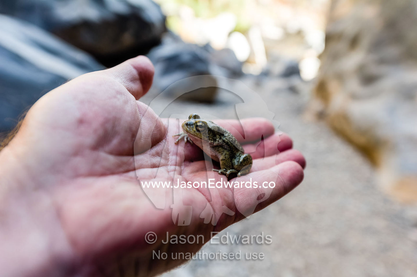 An Arabian Toad resting in the palm of a hand in a desert gorge. Wadi Bani Awf, Snake Gorge, Western Hajar Mountains, Ad Dakhiliyah Region, Sultanate of Oman.