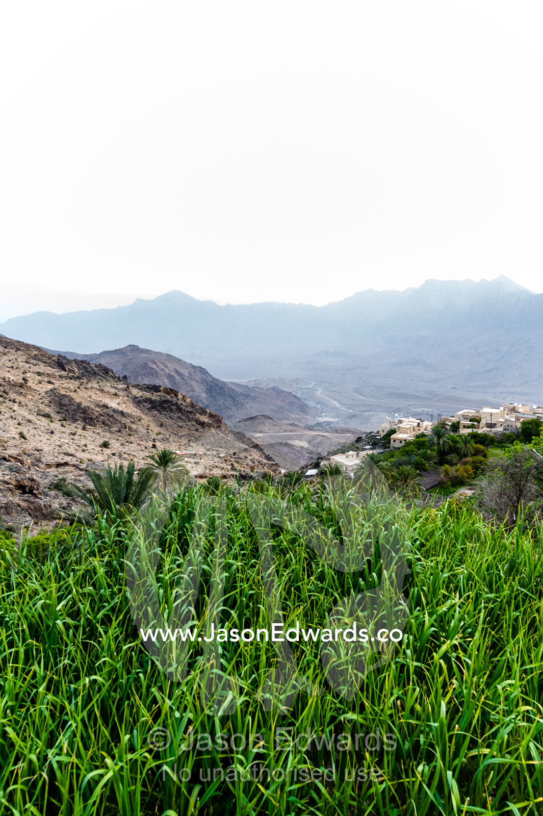 A crop of onions growing in an irrigated terraced agriculture crop in a mountain desert village. Wakan Village, Wadi Mastal, Wilayt Nakhal, Al Batinah South Governorate, Sultanate of Oman.