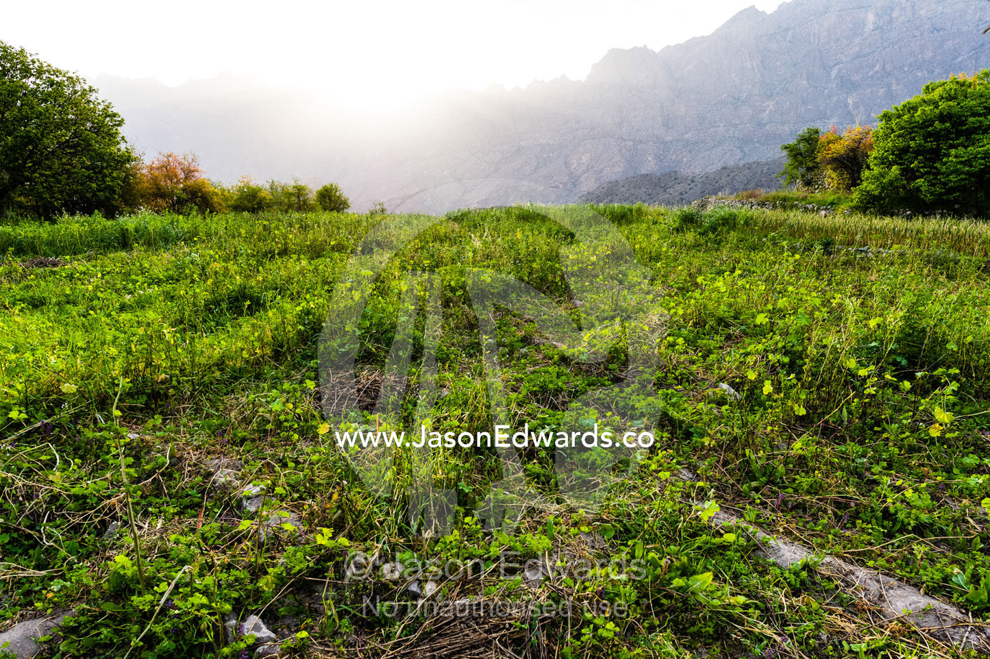 A terraced agriculture crop growing onions and garlic in a mountain desert village. Wakan Village, Wadi Mastal, Wilayt Nakhal, Al Batinah South Governorate, Sultanate of Oman.