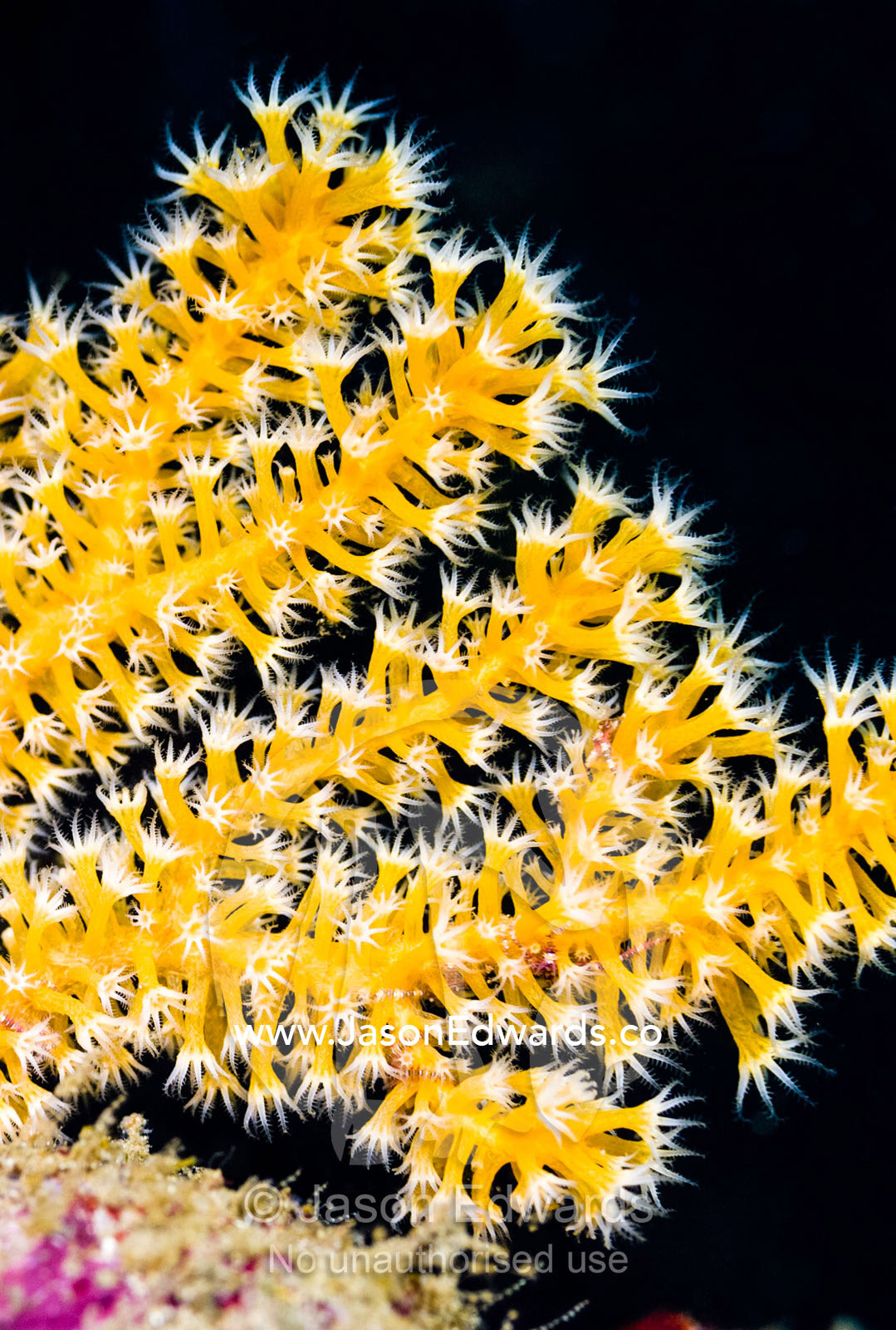 A Yellow Gorgonian Sea Fan expands its delicate polyps to feed. Daymaniyat Islands Nature Reserve, Wilayat AlSeeb, Barka, Sultanate of Oman.