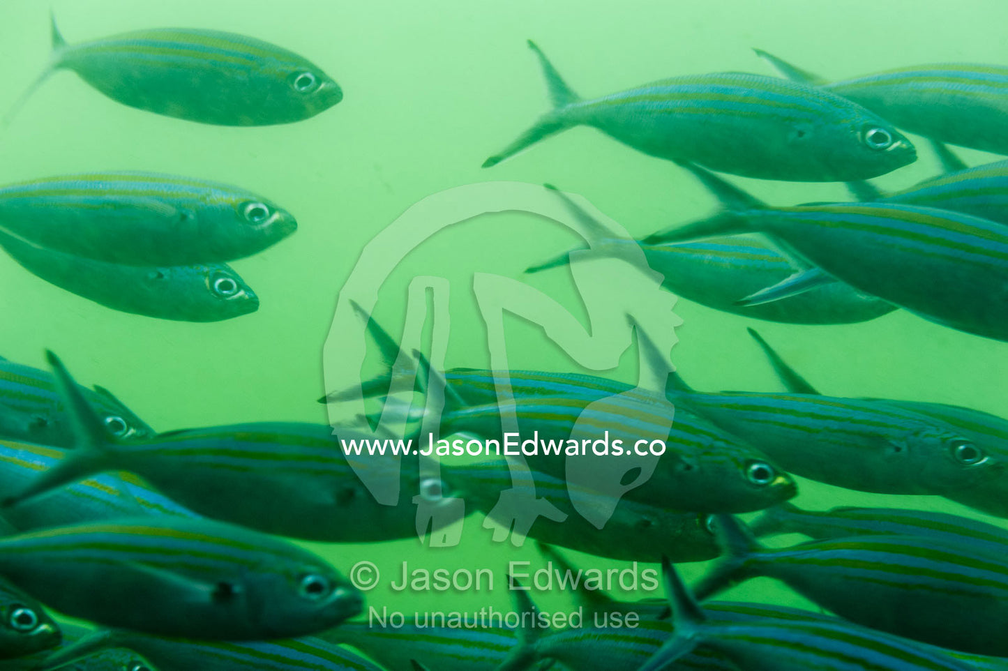 Yellow and blue striped Caesio varilineata schooling in the nutrient rich waters of the Gulf of Oman. Daymaniyat Islands Nature Reserve, Wilayat AlSeeb, Barka, Sultanate of Oman.