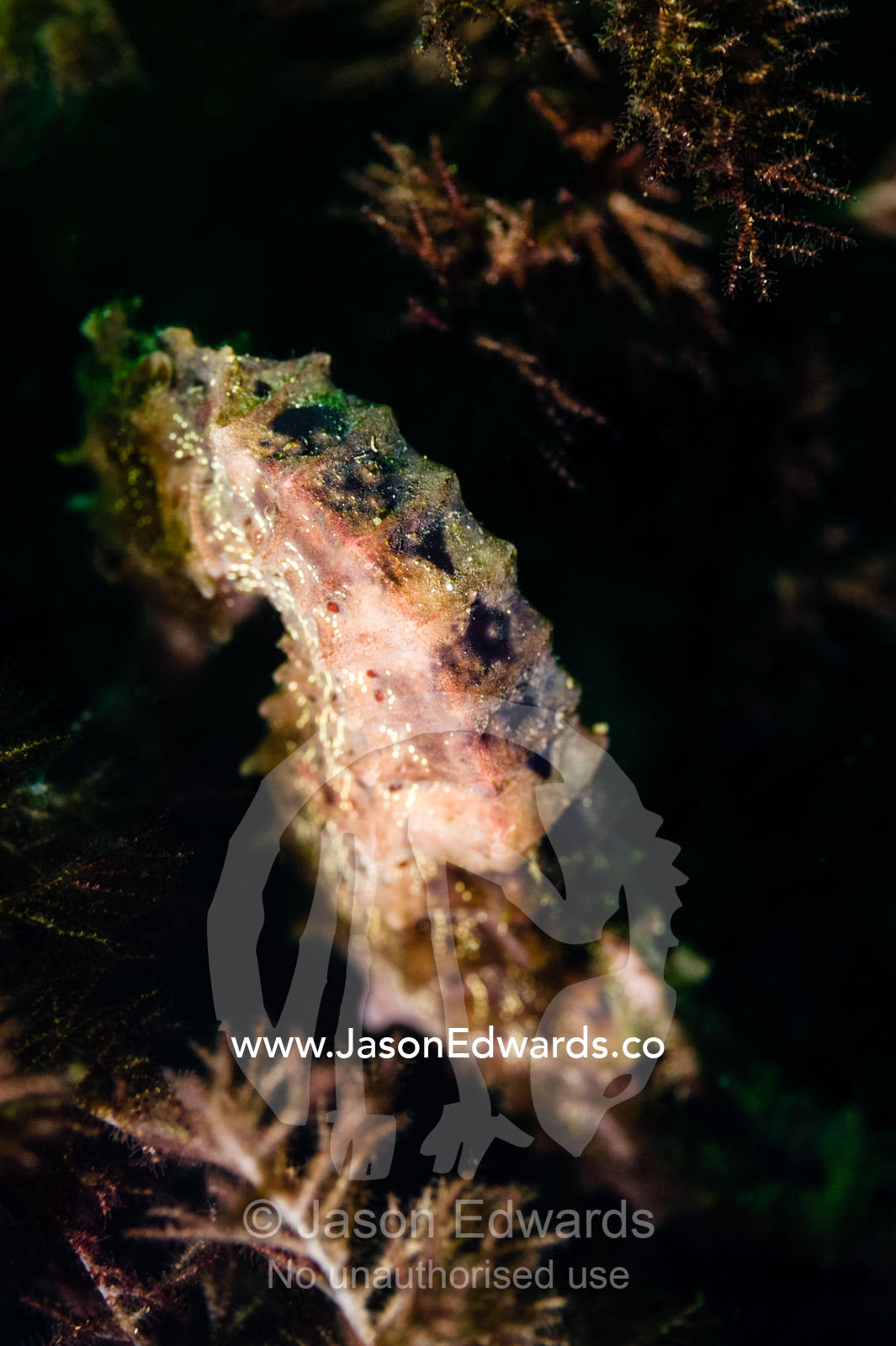 The delicate skin on the back of a Jayakar's seahorse in the Gulf of Oman. Daymaniyat Islands Nature Reserve, Wilayat AlSeeb, Barka, Sultanate of Oman.
