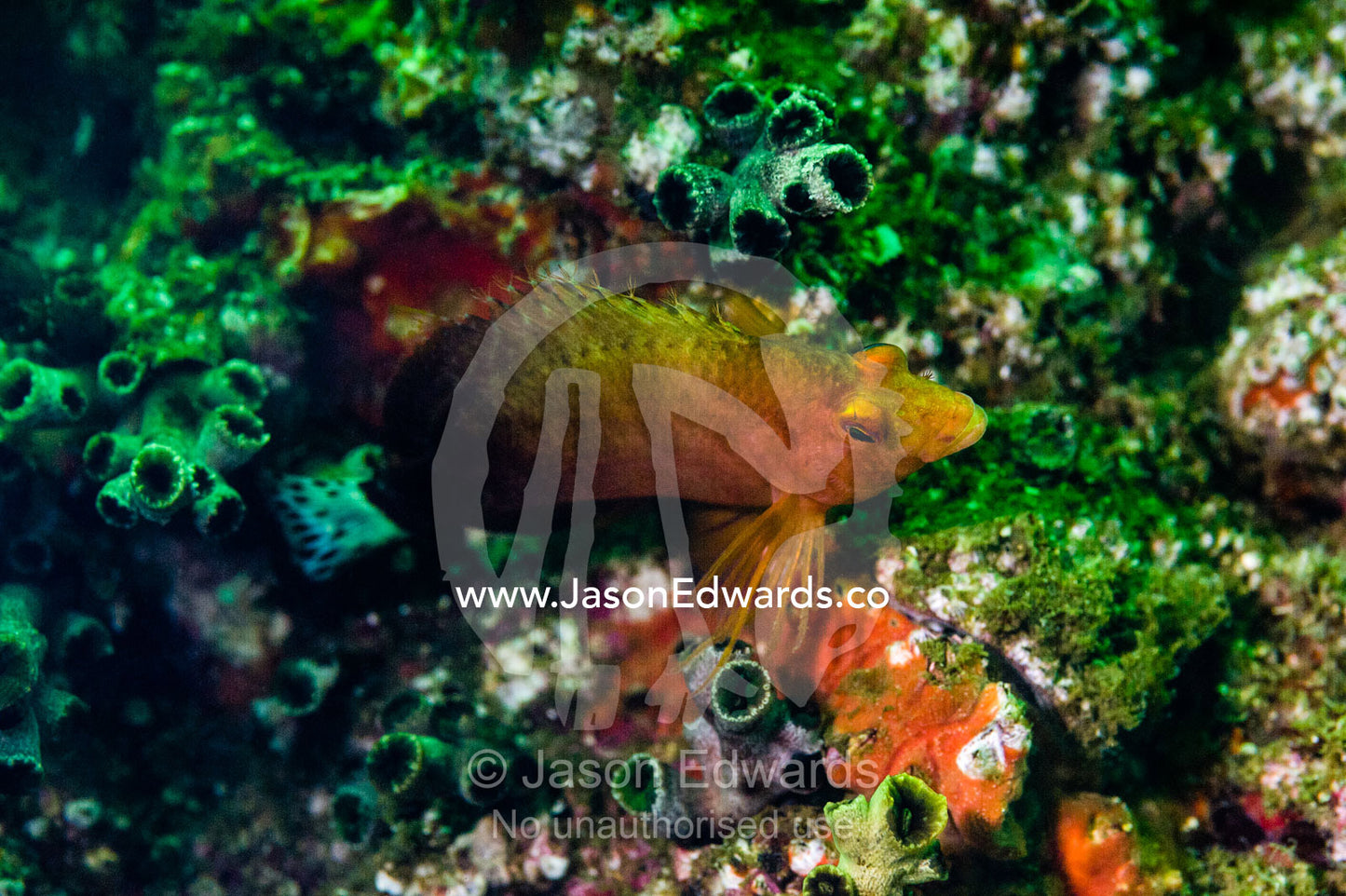 Lurking in the folds of hard coral a Blacktip Grouper waits for prey. Daymaniyat Islands Nature Reserve, Wilayat AlSeeb, Barka, Sultanate of Oman.