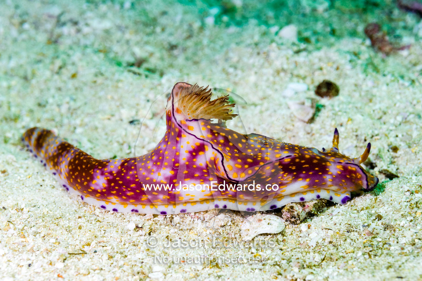 The feather like mantle and bright colors of a Ceratosoma trilobatum nudibranch. Daymaniyat Islands Nature Reserve, Wilayat AlSeeb, Barka, Sultanate of Oman.