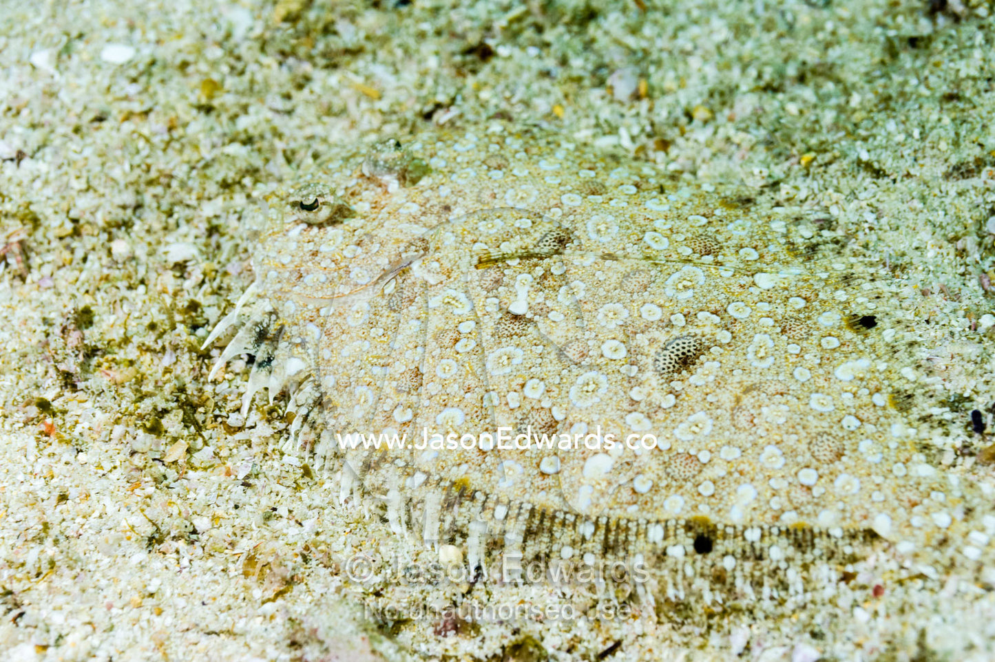 Camouflage is the primary defence and weapon of the Stanaland's Sole. Daymaniyat Islands Nature Reserve, Wilayat AlSeeb, Barka, Sultanate of Oman.