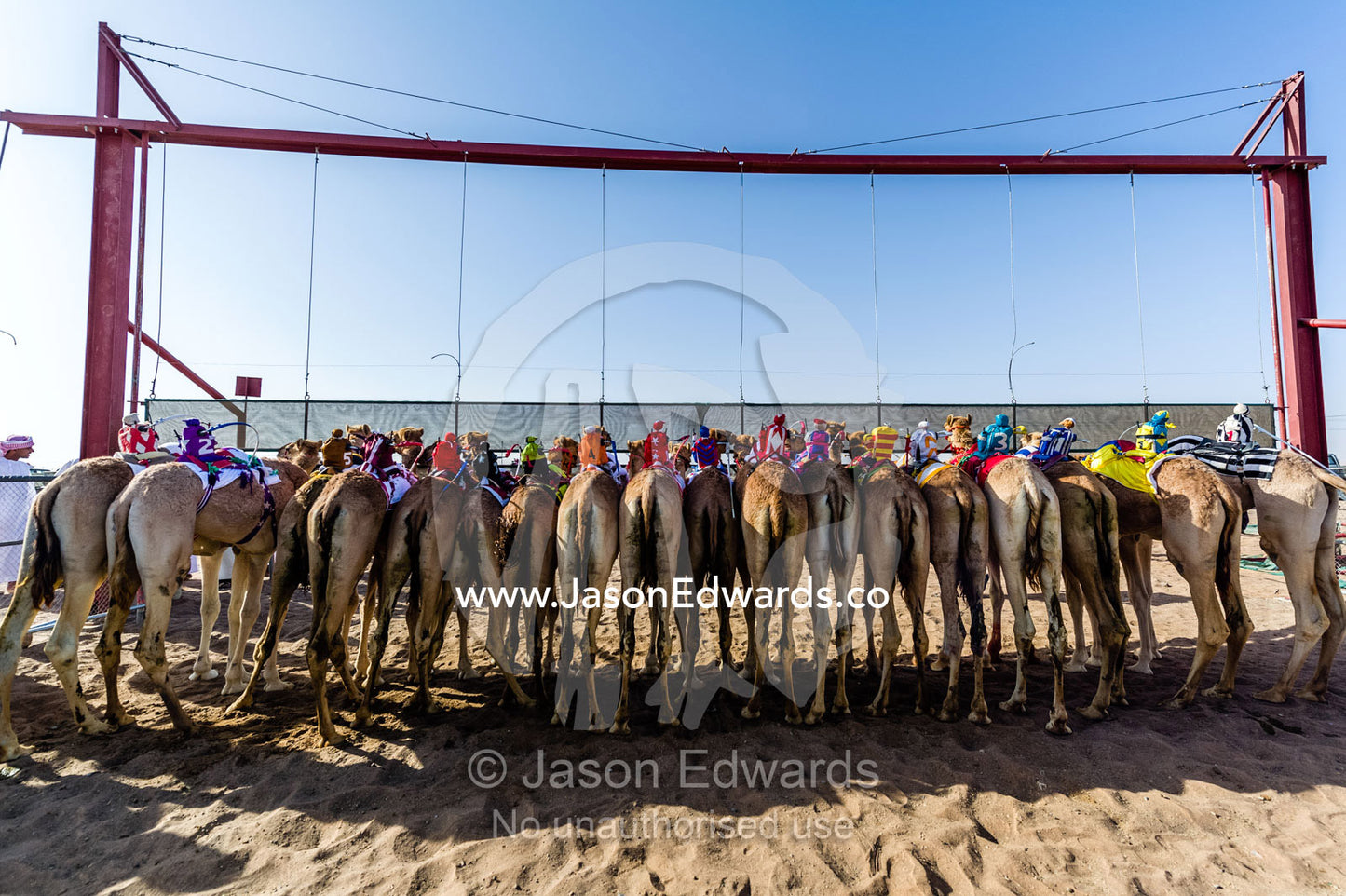 Racing camels wait at the start gate before stampeding down a sand race track. Bidiya, Sharqiya Region, Sultanate of Oman.