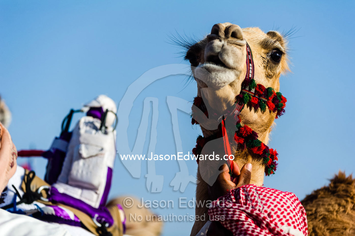 The decorated bridle of a racing camel waiting to race in the desert. Bidiya, Sharqiya Region, Sultanate of Oman.