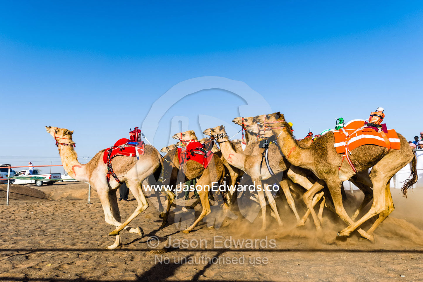 Racing camels stampede down a sand race track in a cloud of dust towards the finish line. Bidiya, Sharqiya Region, Sultanate of Oman.
