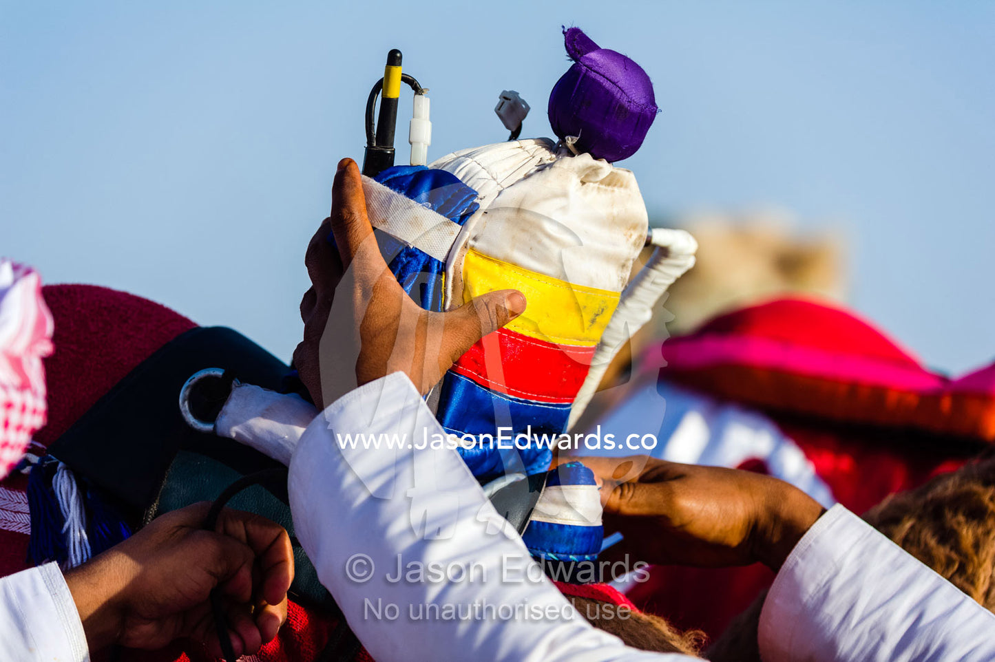 A camel handler adjusts a colorful robotic jockey that rides the racing camel at race events. Bidiya, Sharqiya Region, Sultanate of Oman.