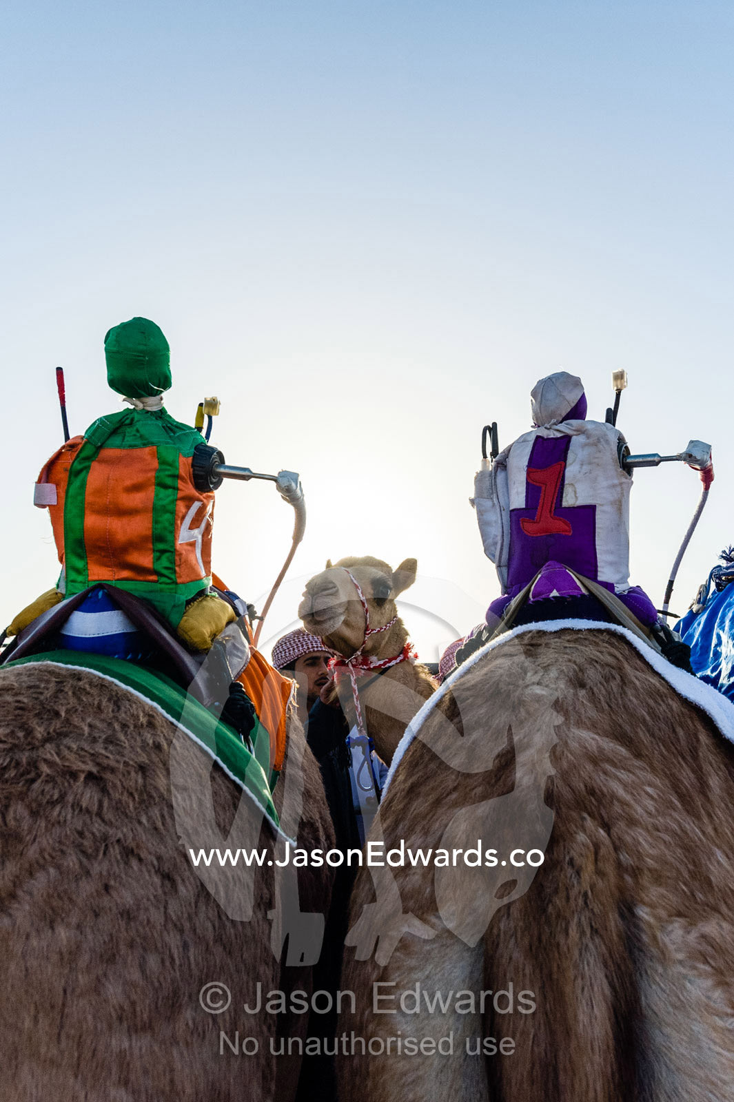 To reduce the risks to young boys, colorful robotic jockeys ride racing camels at race events. Bidiya, Sharqiya Region, Sultanate of Oman.