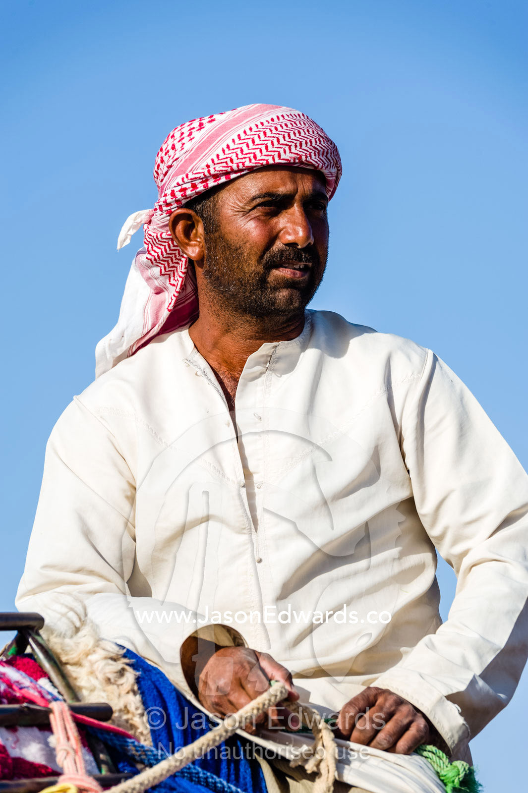 A camel herder leads his racing camels across a desert plain on their way to a race carnival. Al Wasil, Sharqiya Region, Sultanate of Oman.