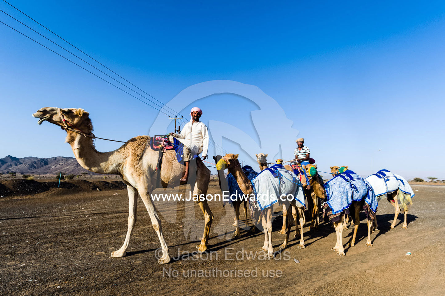 Camel herders lead their racing camels across a desert plain on their way to a race carnival. Al Wasil, Sharqiya Region, Sultanate of Oman.