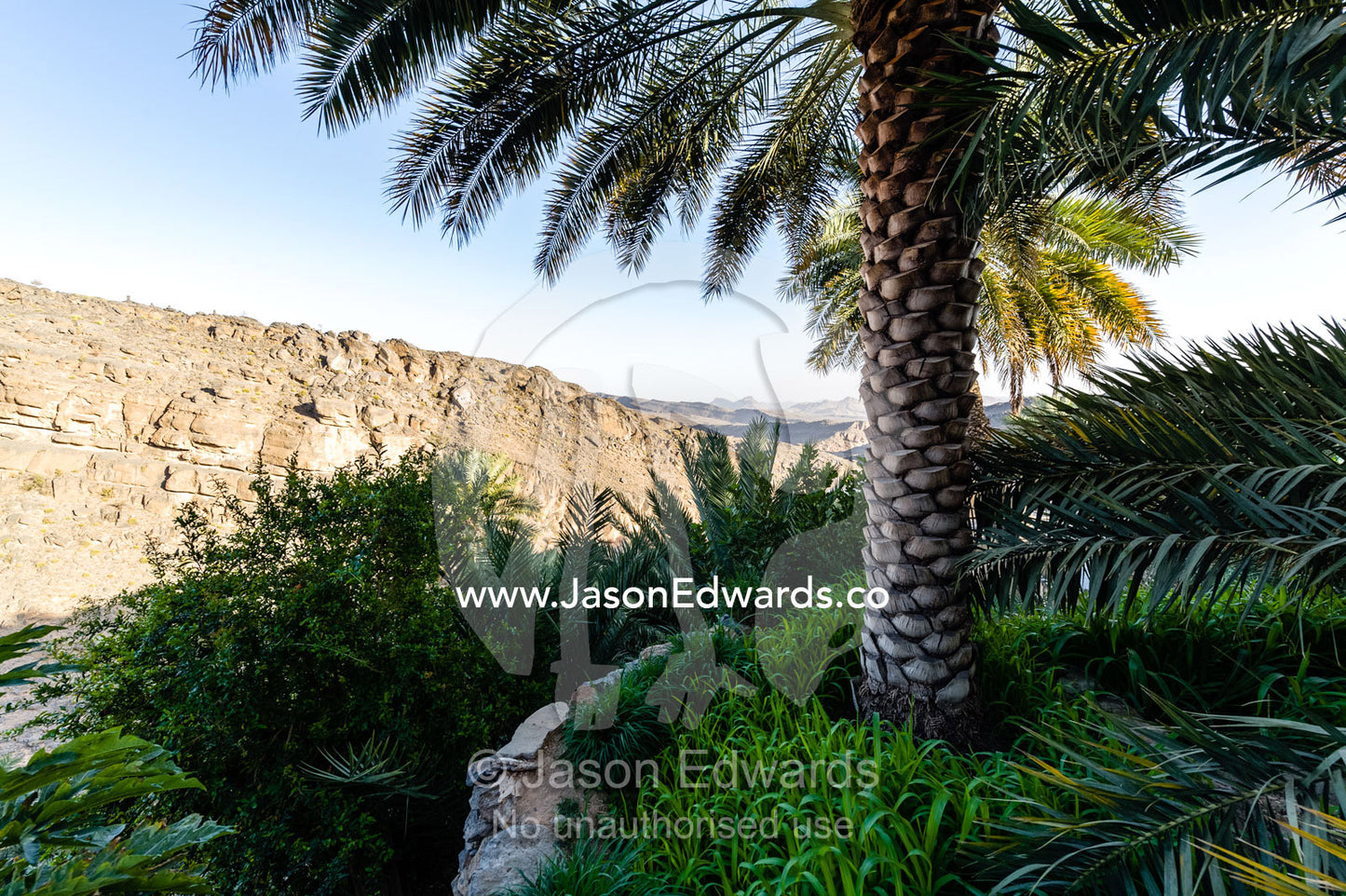 A date palm tree growing on an irrigated agricultural terrace in an ancient desert village. Misfat Al Abryeen, Al Hajar Mountains, Al Hamra, Ad Dakhiliyah Region, Sultanate of Oman.