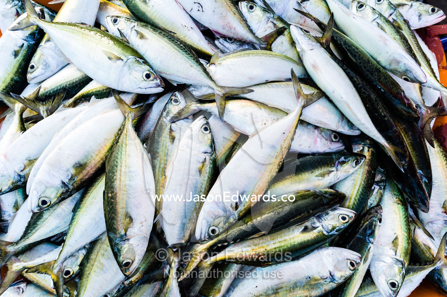 A pile of sardine fish for sale in a tub in a fish market. Mutrah Fish Market, Muscat, Gulf of Oman, Sultanate of Oman.