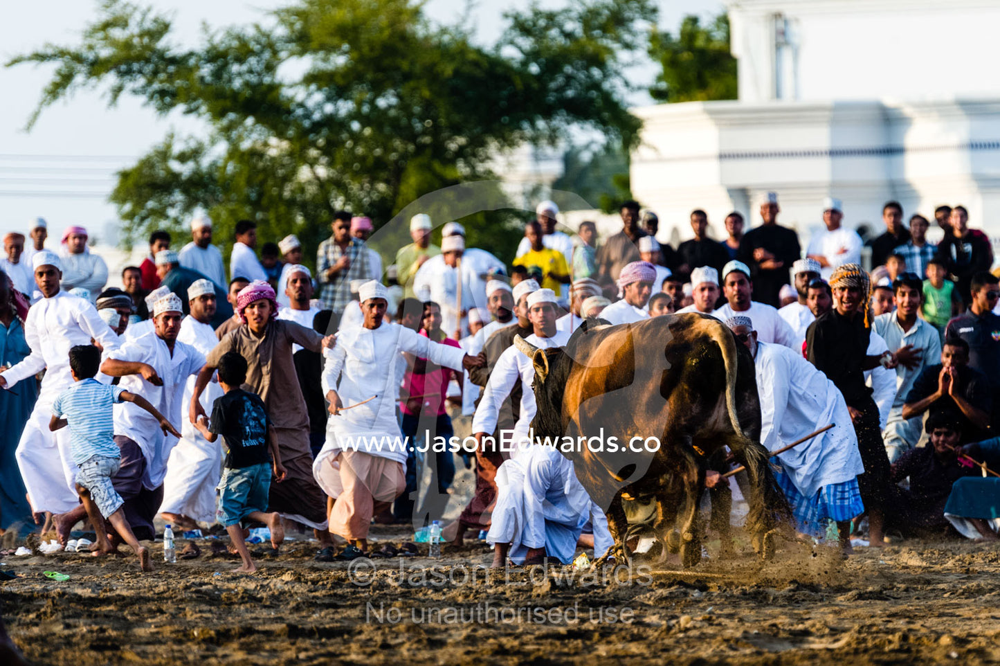 Young men attempt to restrain a Brahman bull that has stampeded into the crowd during a bullfight. Al Sharadi, Seeb, Muscat, Sultanate of Oman.
