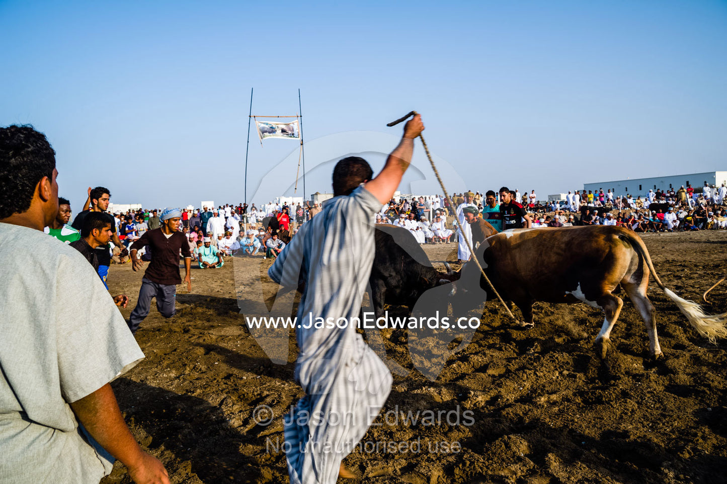 Young men restrain a pair of enormous Brahman bulls using ropes to prevent injury. Al Sharadi, Seeb, Muscat, Sultanate of Oman.