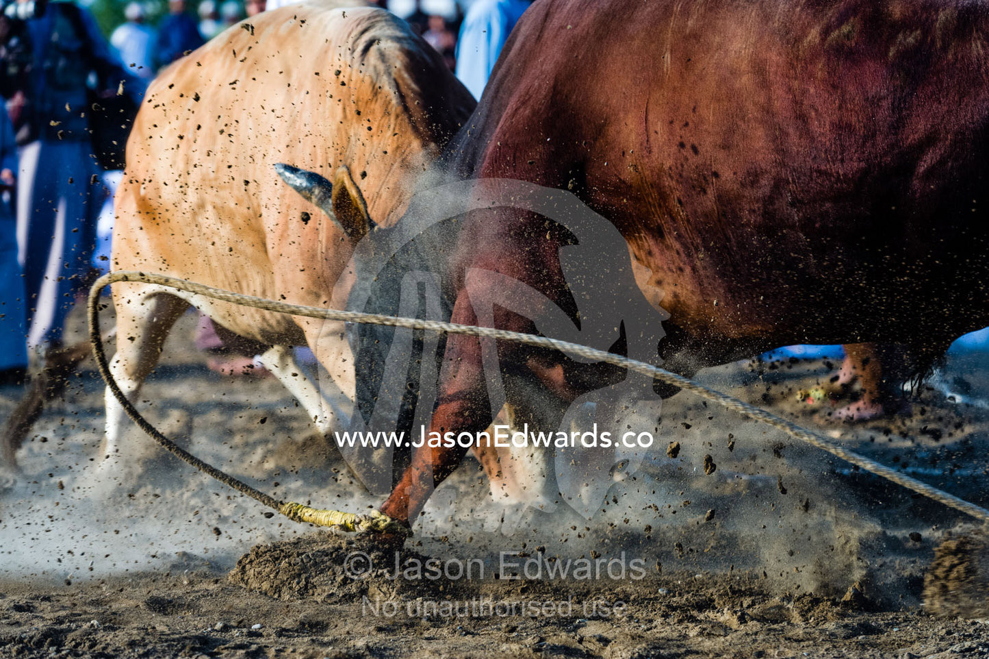 A pair of enormous Brahman bulls lock horns in a battle of strength and stamina. Al Sharadi, Seeb, Muscat, Sultanate of Oman.