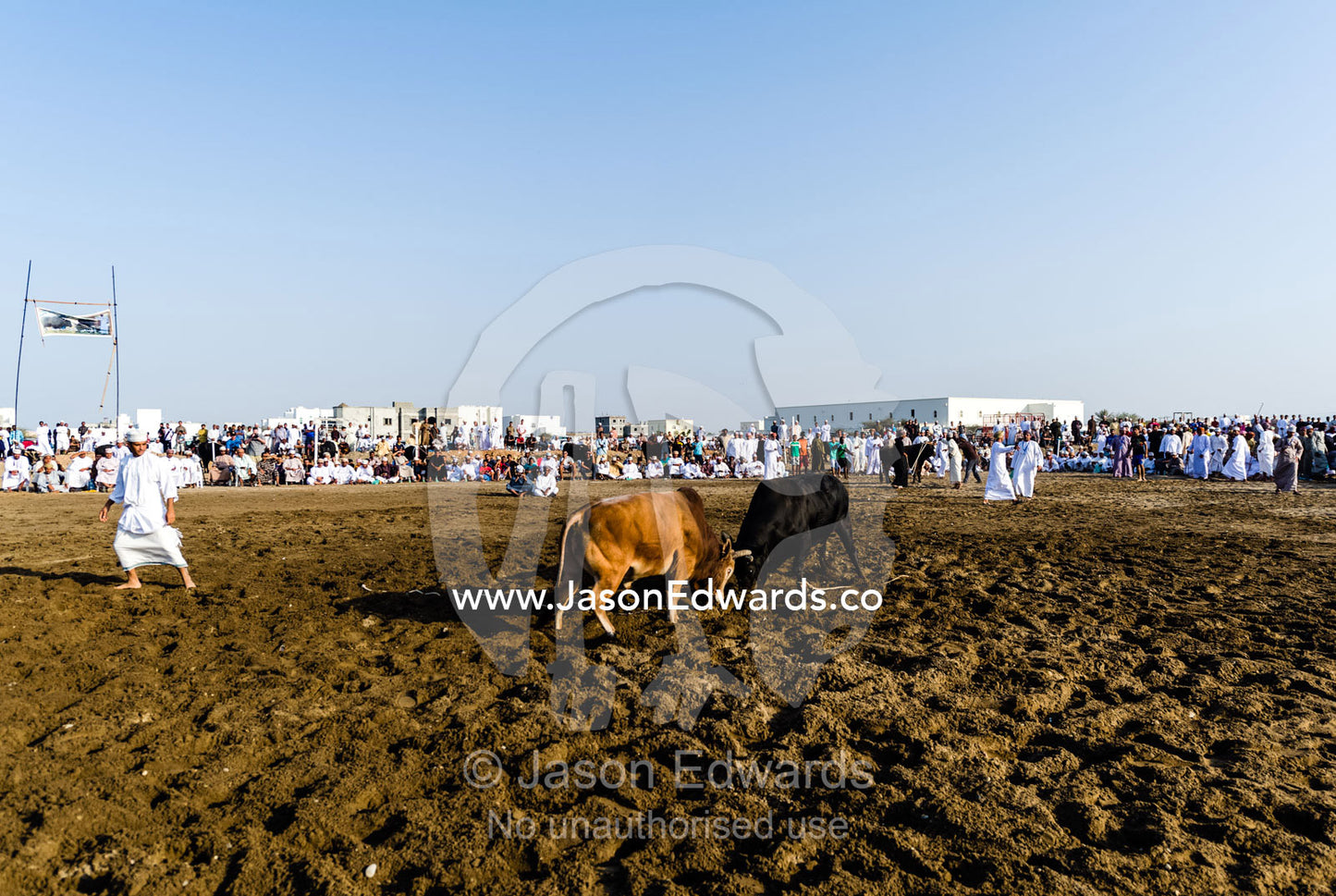 A pair of enormous Brahman bulls lock horns in a battle of strength and stamina in a sand arena. Al Sharadi, Seeb, Muscat, Sultanate of Oman.