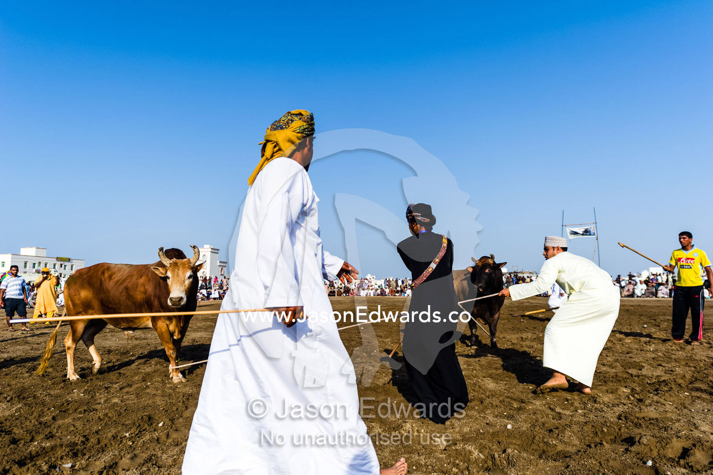 Young men restrain a pair of Brahman bulls using ropes to prevent injury during a bullfight. Al Sharadi, Seeb, Muscat, Sultanate of Oman.