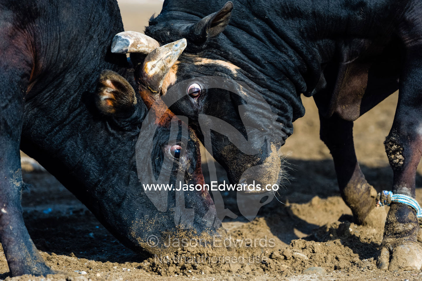 A pair of large Brahman bull heads collide and lock horns during a traditional bull fight. Al Sharadi, Seeb, Muscat, Sultanate of Oman.