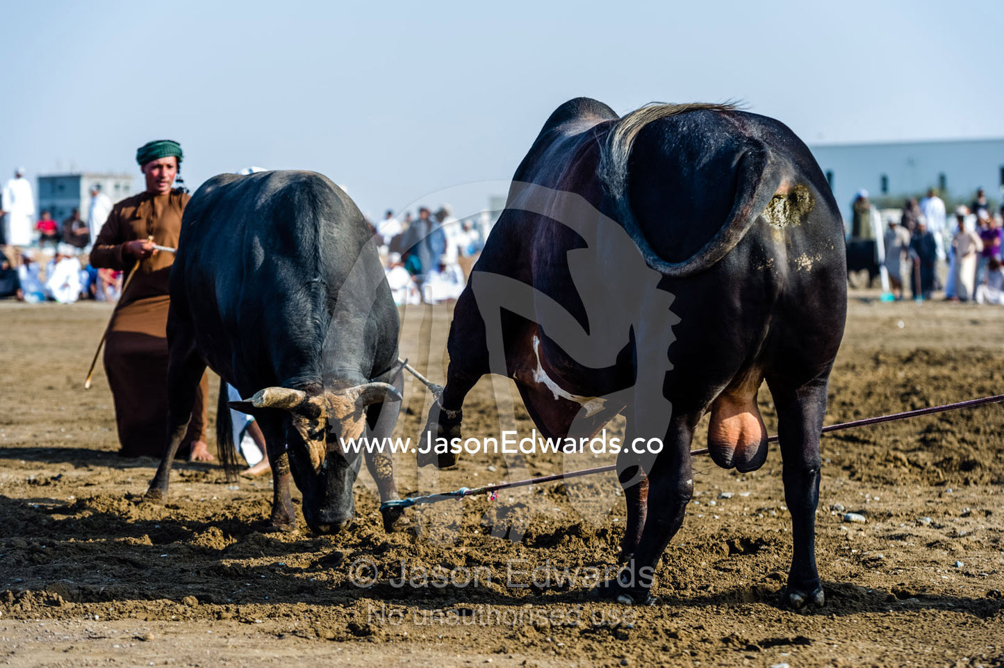 An official uses a wooden cane to ensure Brahman bulls do not become entangled in their ropes. Al Sharadi, Seeb, Muscat, Sultanate of Oman.