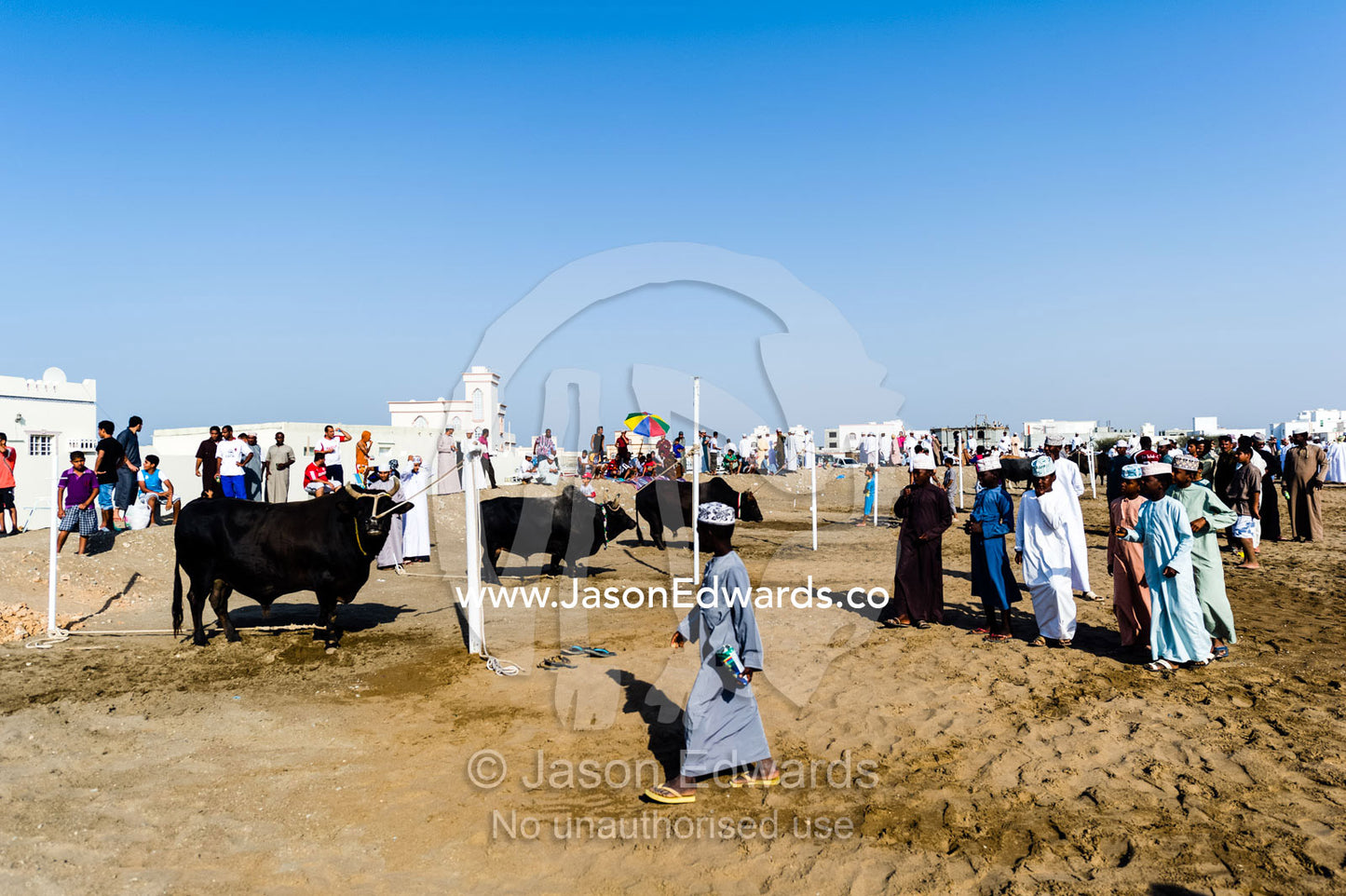 Muslim boys wearing traditional dishdasha and kuma examine bulls waiting to do battle in the ring. Al Sharadi, Seeb, Muscat, Sultanate of Oman.