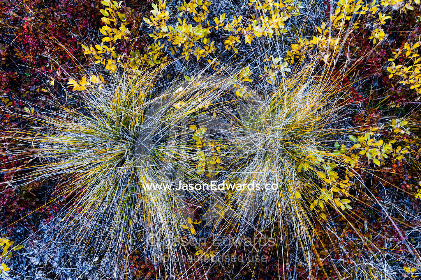 Looking down on a pair of grass tussocks on the tundra. Ammalortup Nunaa Highland, Kangerlussuaq, Qeqqata Municipality, Greenland.