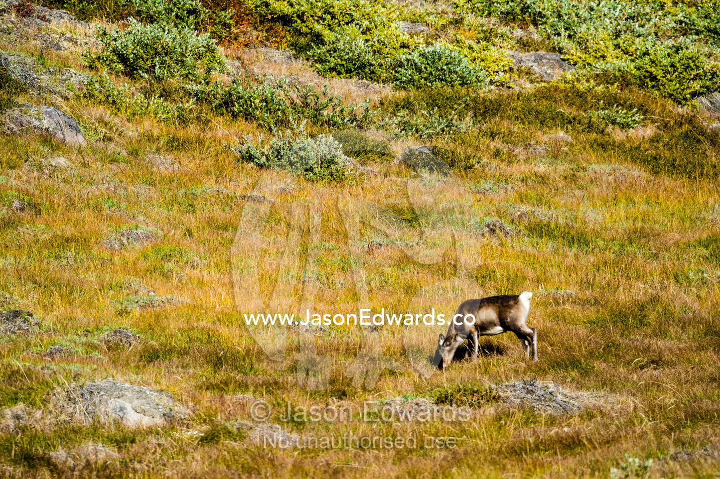 A Barren-ground Caribou fawn grazing on the tundra. Isunngua Highland, Kangerlussuaq, Qeqqata Municipality, Greenland.