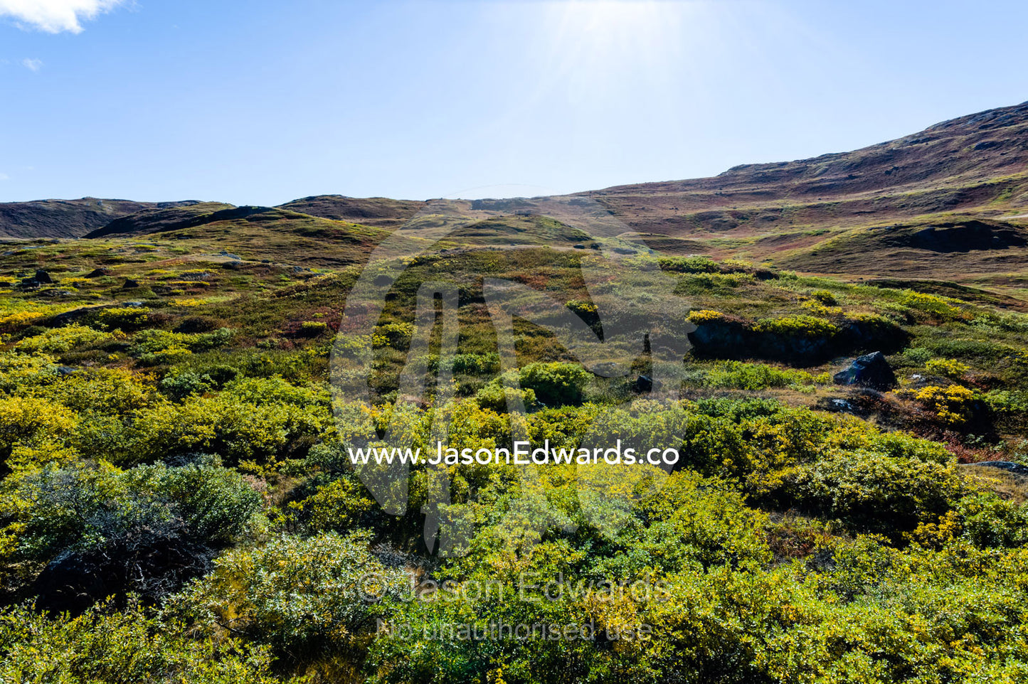 A lush tundra hillside beneath a clear blue sky. Tasersuatsiaq Lake, Kangerlussuaq, Qeqqata Municipality, Greenland.