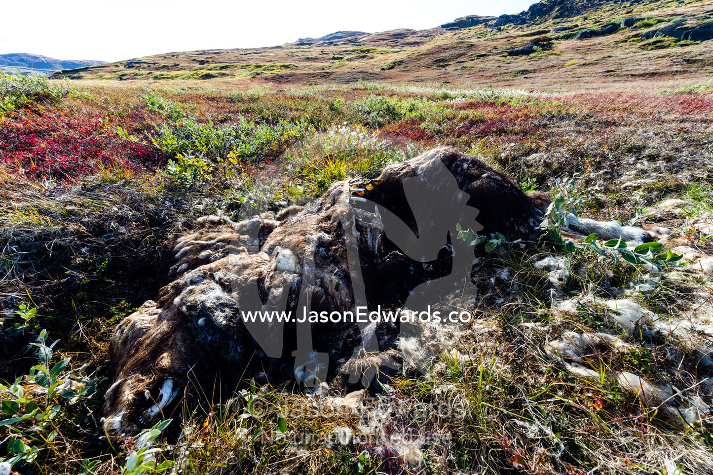 Fur flaking off the rotting carcass of a Musk Ox shot by a hunter. Tasersuatsiaq Lake, Kangerlussuaq, Qeqqata Municipality, Greenland.