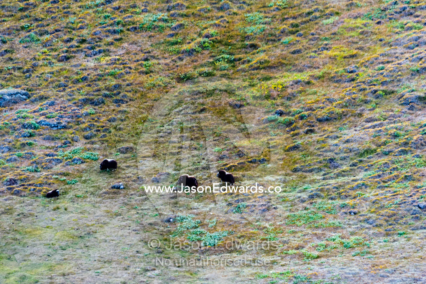 A Musk Ox herd grazing on a vast tundra plain. Tarajornitsut Highlands, Qeqqata Municipality, Kangerlussuaq, Greenland.