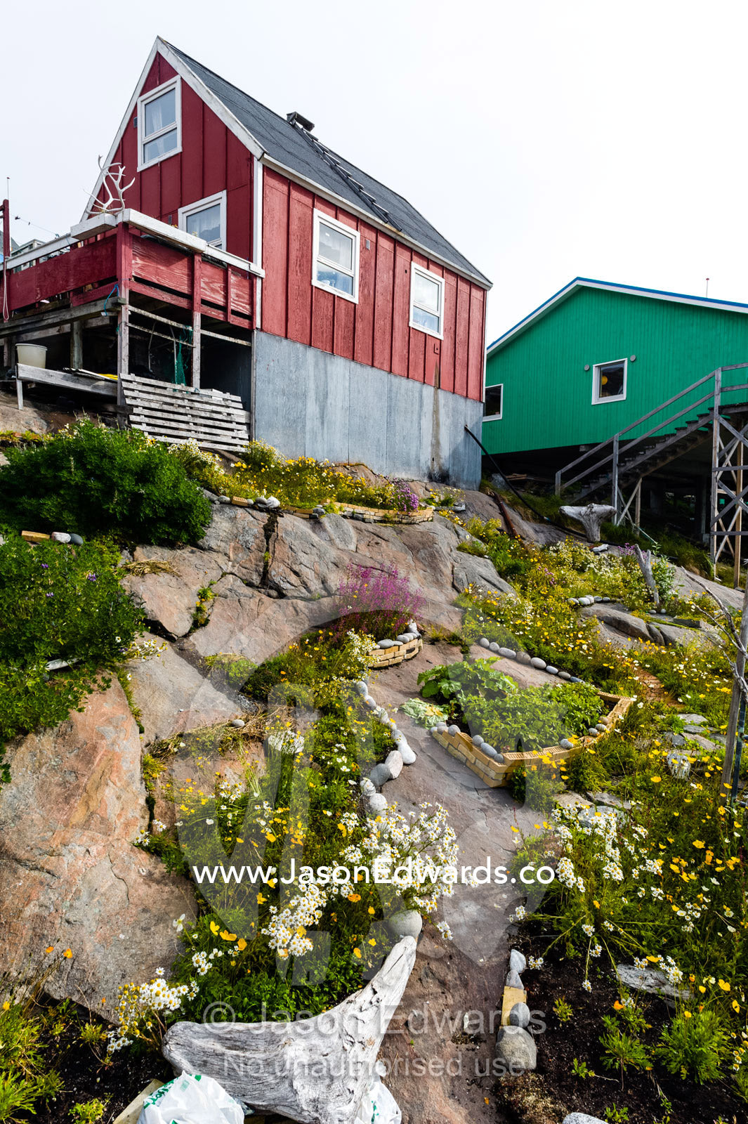 Flower garden beds beneath a cottage on a rocky arctic island. Kangaamiut, Gammel Sukkertoppen, Qeqqata Municipality, Greenland.