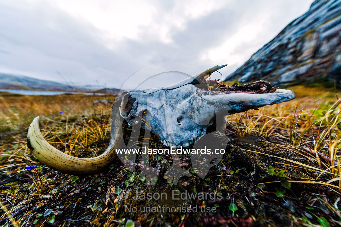 The bleached bone and horns of a Musk Ox skull resting on a windswept tundra. Ammalortup Nunaa Highland, Kangerlussuaq, Qeqqata Municipality, Greenland.