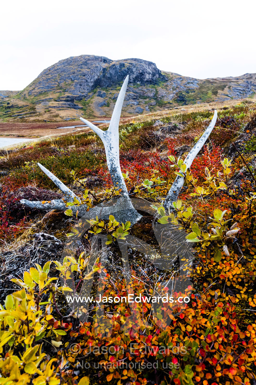 Alpine plants growing over a rack of Barren-ground Caribou antlers on the tundra. Ammalortup Nunaa Highland, Kangerlussuaq, Qeqqata Municipality, Greenland.