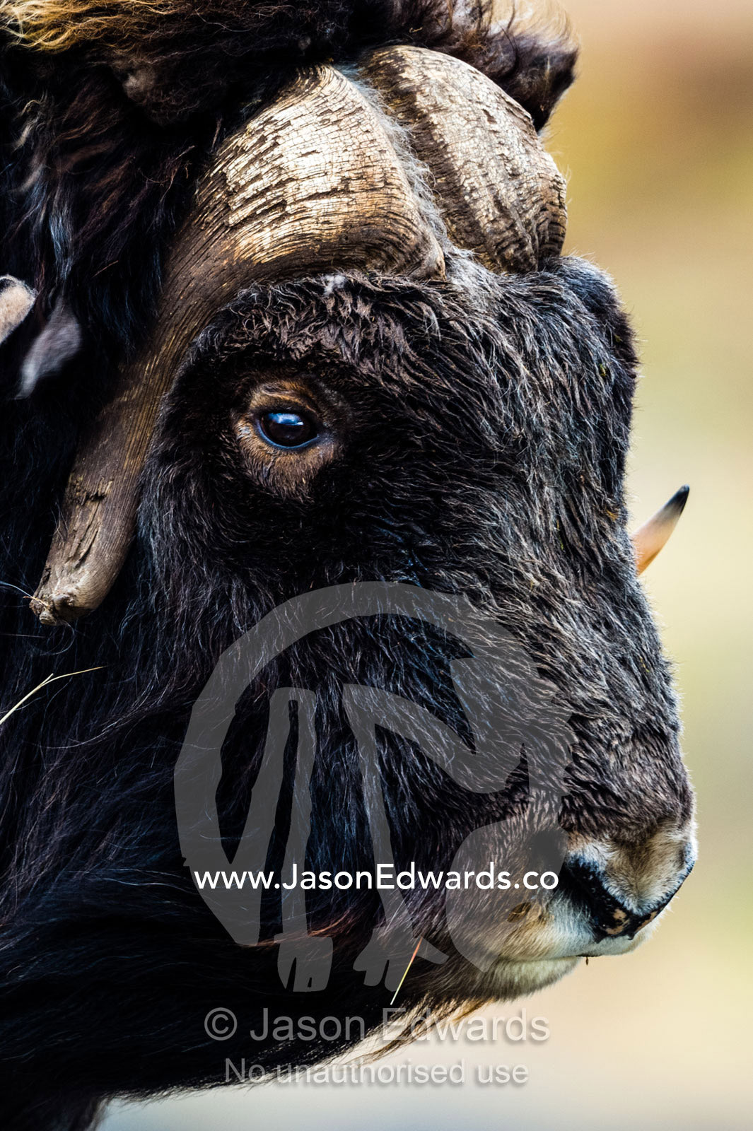The enormous horned head and intense stare of a cautious Musk Ox. Ammalortup Nunaa Highland, Kangerlussuaq, Qeqqata Municipality, Greenland.