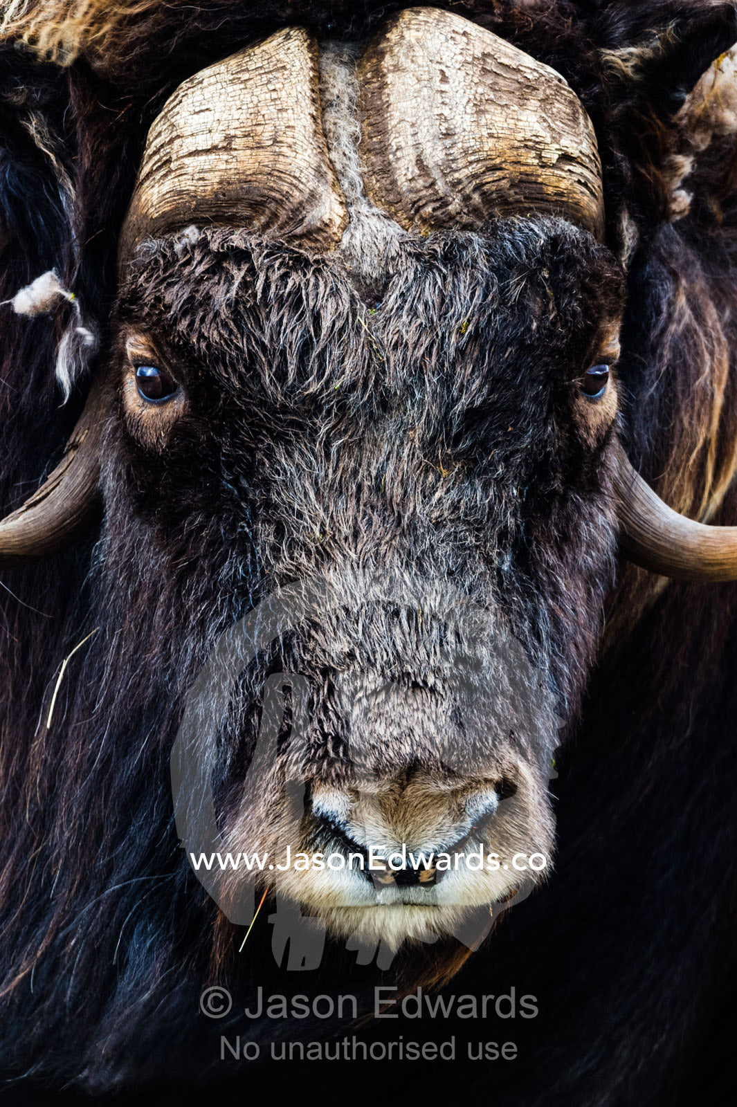 The enormous horned head and intense stare of a cautious Musk Ox. Ammalortup Nunaa Highland, Kangerlussuaq, Qeqqata Municipality, Greenland.