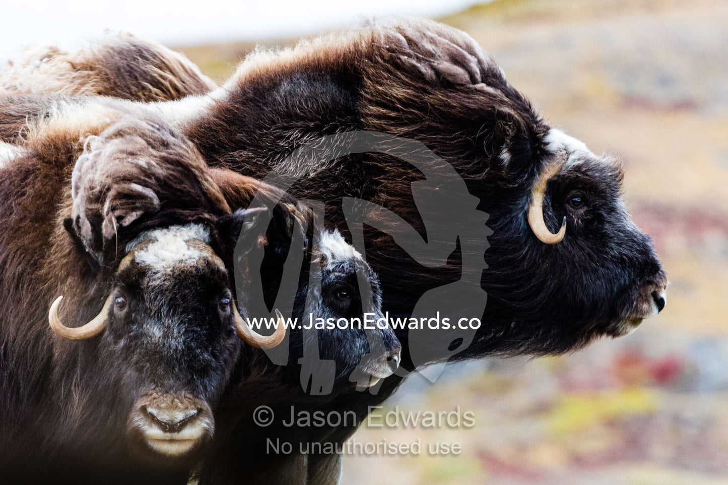 A pair of Musk Ox protect a calf by standing either side of it. Ammalortup Nunaa Highland, Kangerlussuaq, Qeqqata Municipality, Greenland.