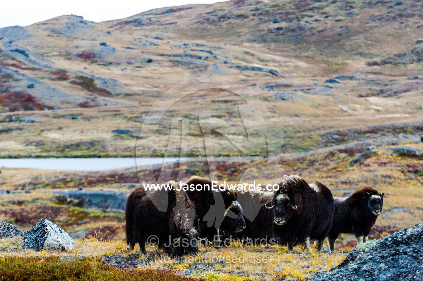 A herd of Musk Ox grazing on the tundra near the Greenland Ice Sheet. Ammalortup Nunaa Highland, Kangerlussuaq, Qeqqata Municipality, Greenland.
