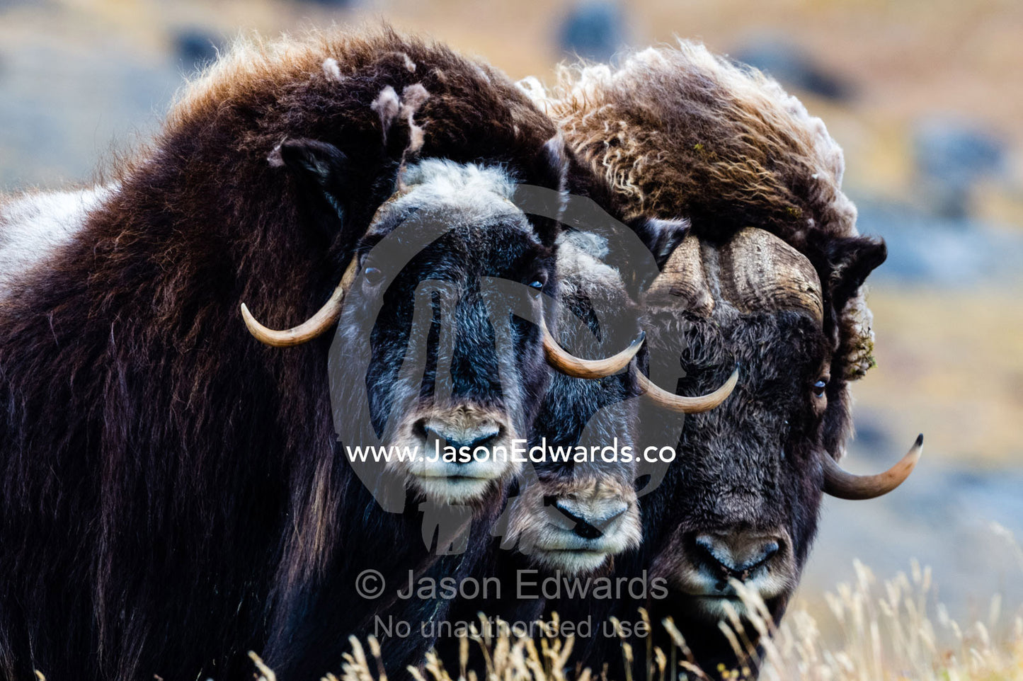 A trio of Musk Ox gather together in defensive position on the tundra displaying their horns. Ammalortup Nunaa Highland, Kangerlussuaq, Qeqqata Municipality, Greenland.
