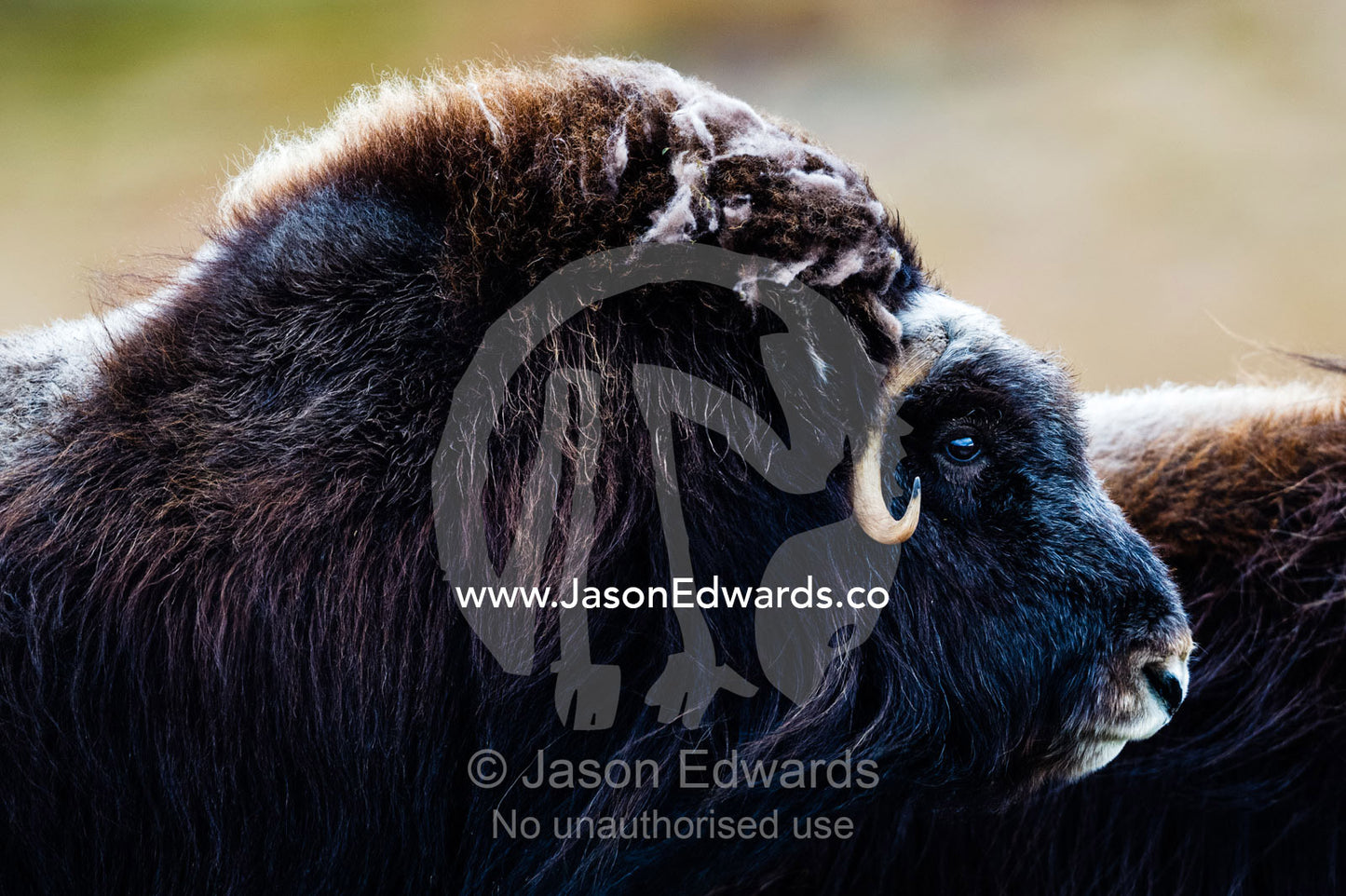 The enormous shoulder hump and thick fur of the Musk Ox. Ammalortup Nunaa Highland, Kangerlussuaq, Qeqqata Municipality, Greenland.