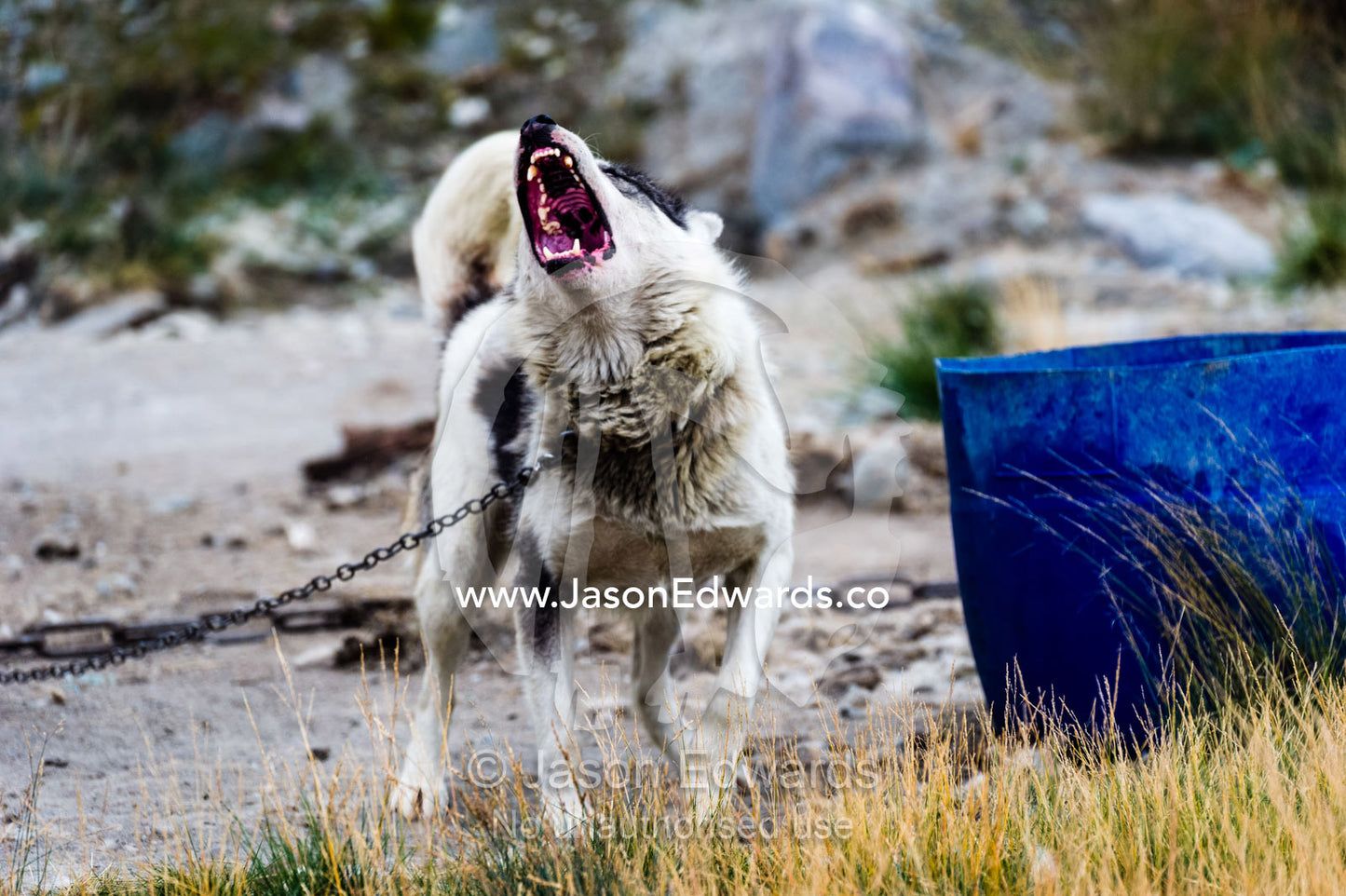 A Canadian sled dog viciously barking and snarling on a lead. Kangerlussuaq Port, Kangerlussuaq Fjord, Kangerlussuaq, Qeqqata Municipality, Greenland.