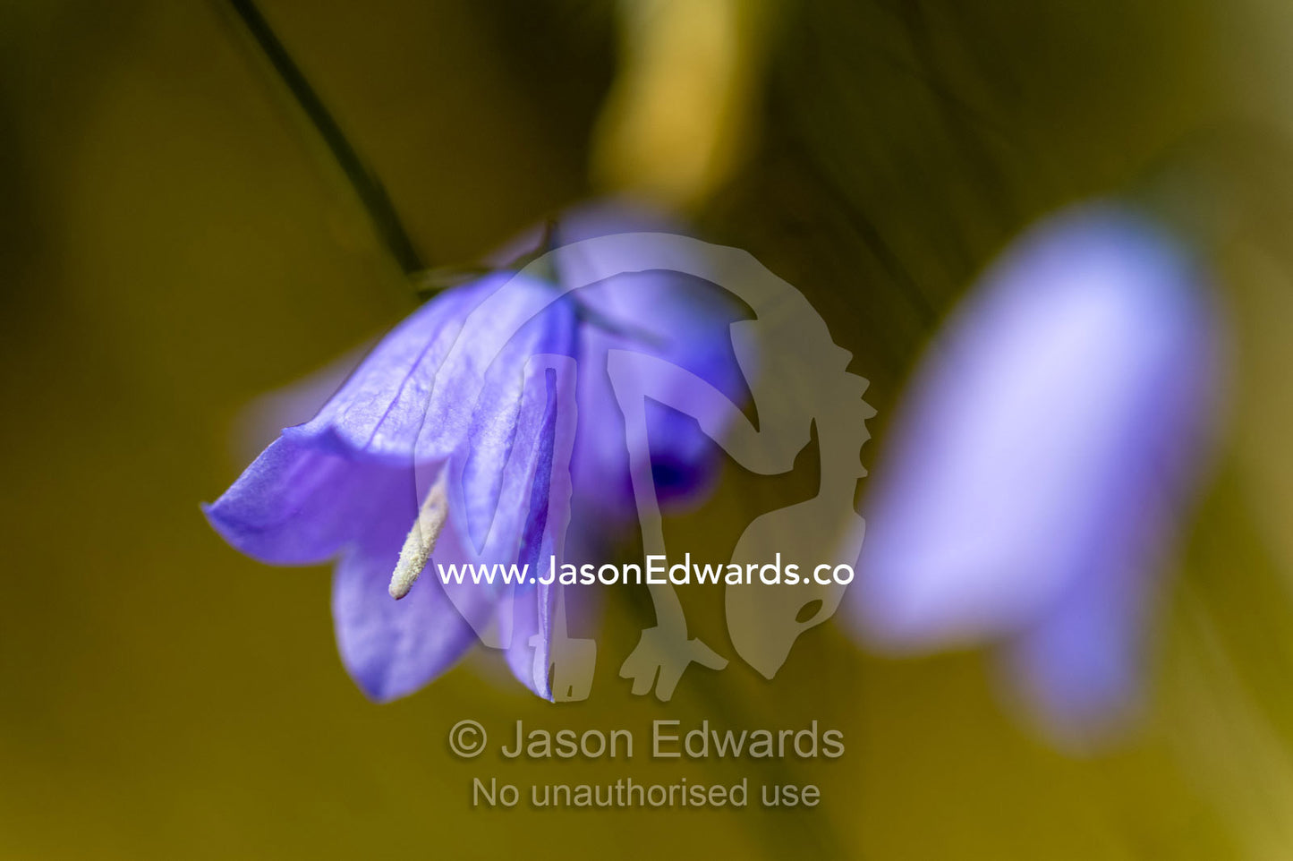 A delicate purple flower on a tundra plain. Kangerlussuaq Fjord, Kangerlussuaq, Qeqqata Municipality, Greenland.